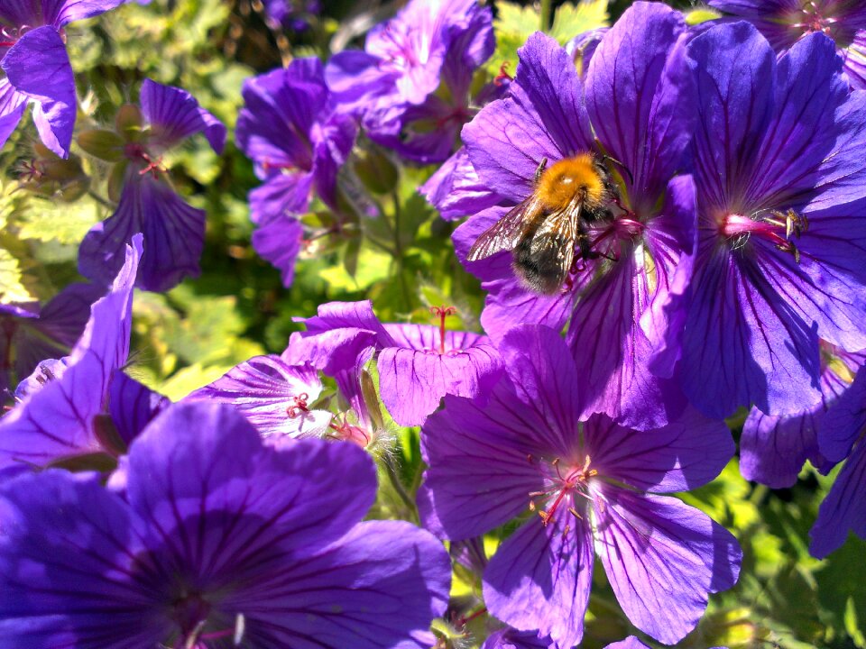 Petal insect blossom photo