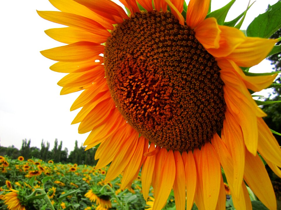 Flower plants natue