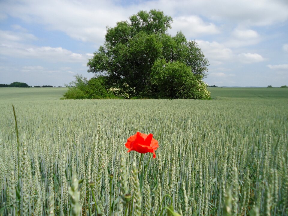 Green red weed poppy