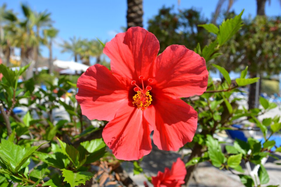 Red flora leaves