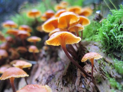 Forest wild fungus photo