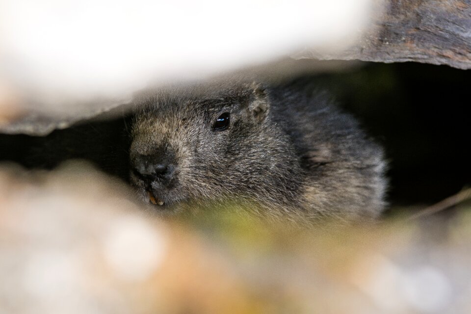 Wildlife cute nature