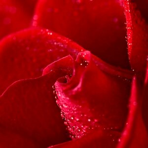 Drops rose petals plant photo