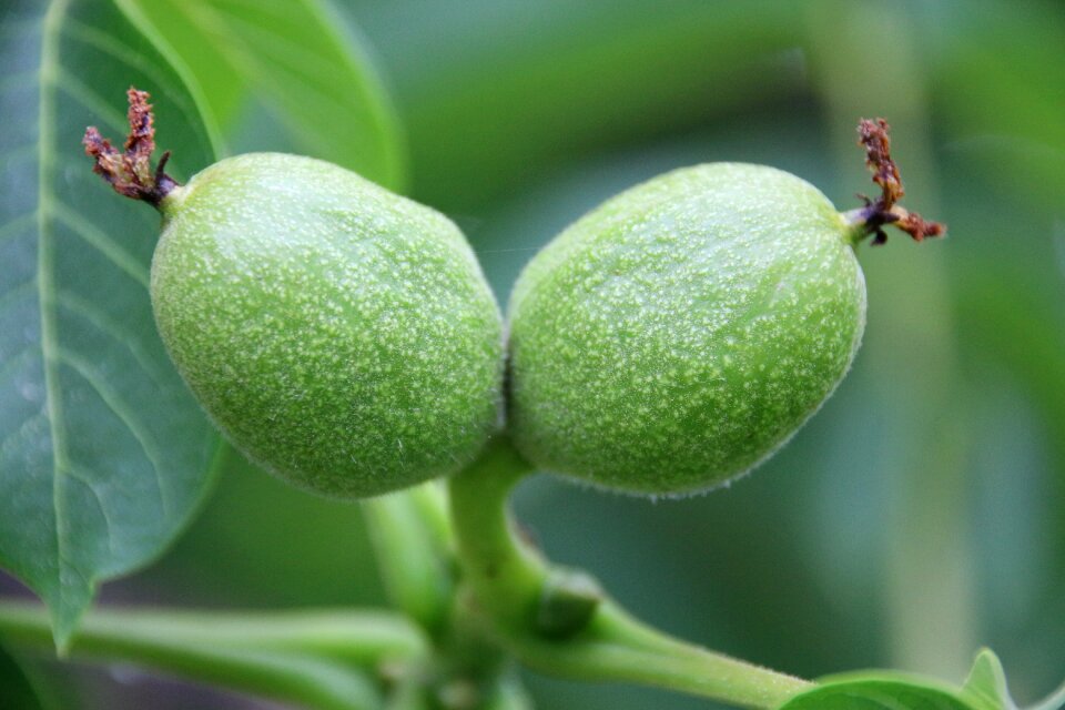 Immature seeds tree