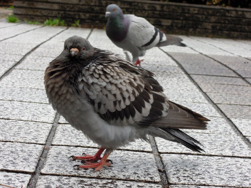 Bird pigeons flock