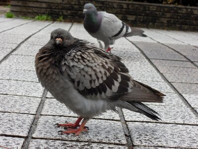 Bird pigeons flock photo