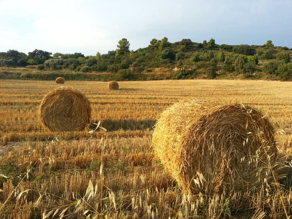 Cultivation agriculture cornfield