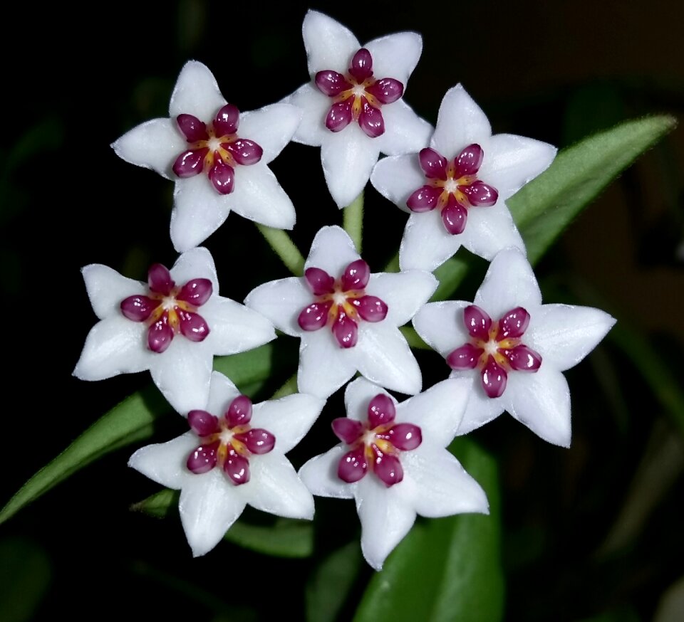 Porcelain flower carnosa flower