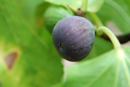 Eat tree green