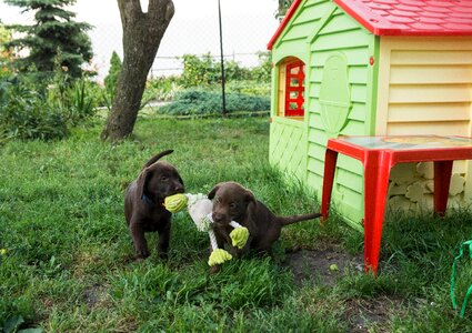 Labrador chocolate puppy