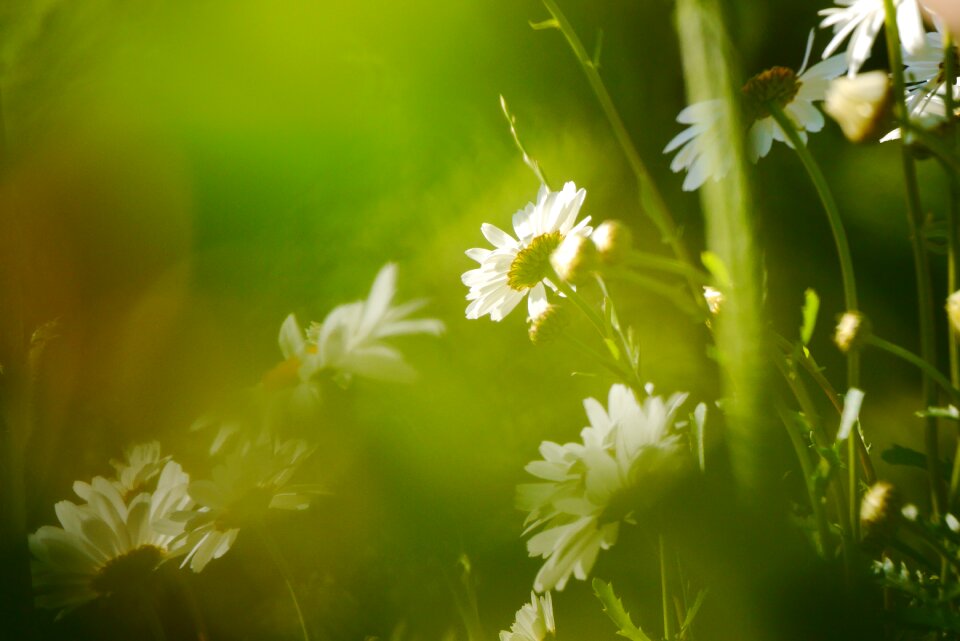 Daisies white grass