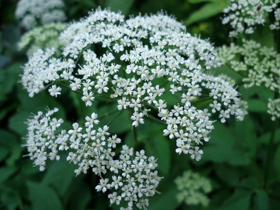White plant white flower