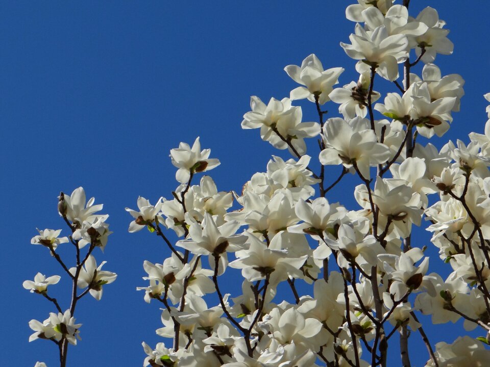 Orchid blue sky pleasance