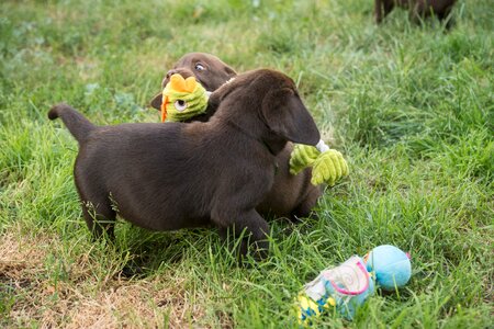 Labrador chocolate puppy