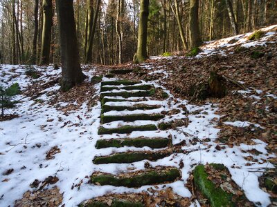 Stairs forest snow