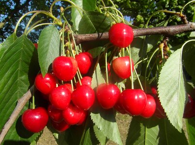 Mature eating healthy fresh