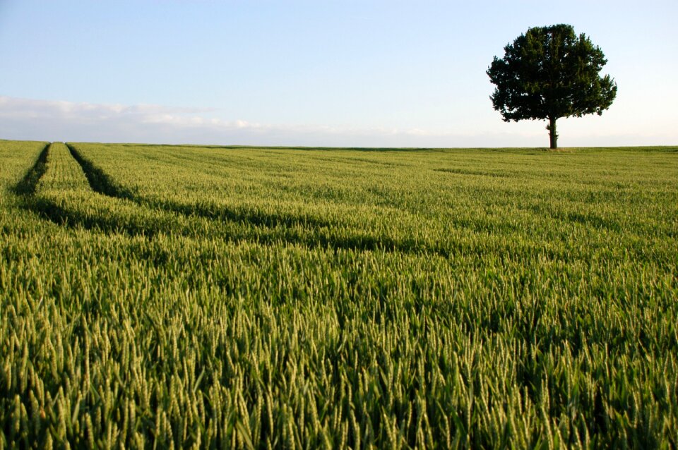 Landscape plant field