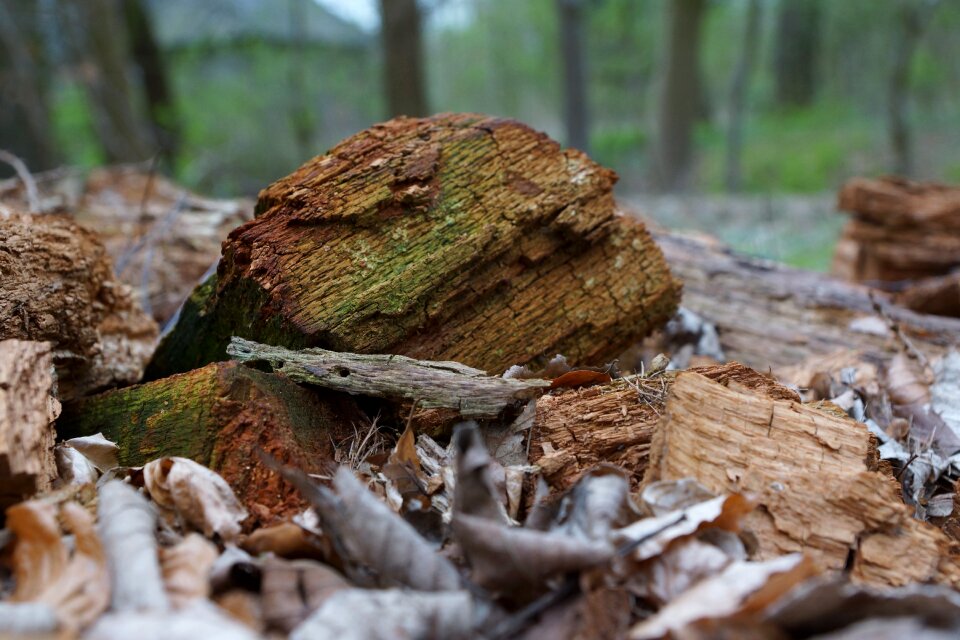 Forest tree stump leaves