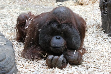 Orangutan monkey moscow zoo photo