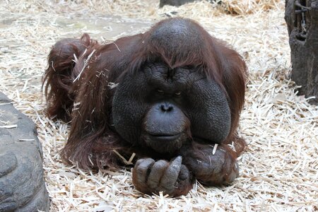 Orangutan monkey moscow zoo