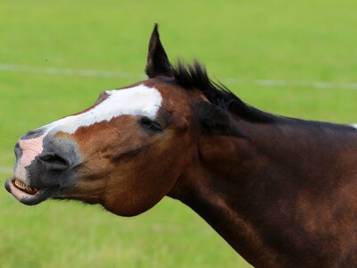 Nature pferdeportrait horse heads photo