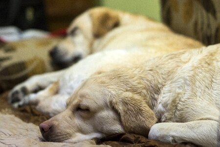 Labrador wet dog sleeping dog photo