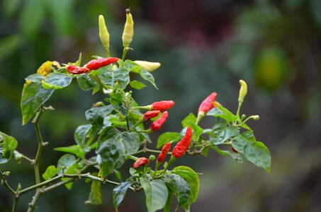 Tree plant red