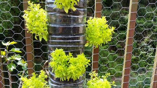 Albahabaca vertical garden basil large leaf