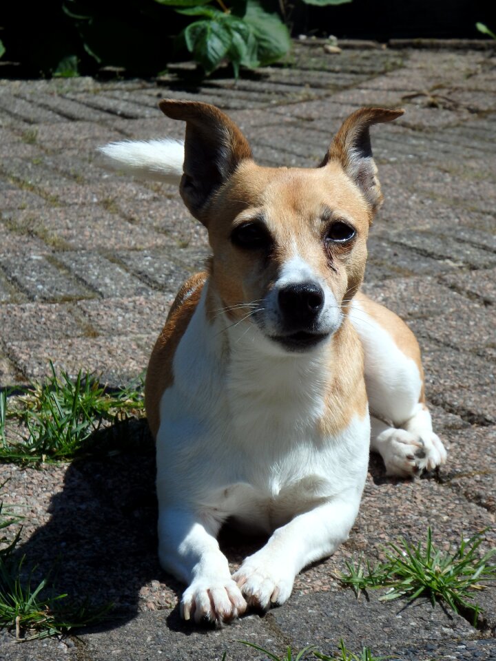 Animals pet jack russell