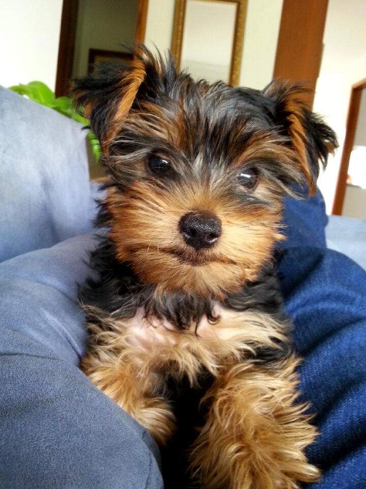 Chair yorkie hairy