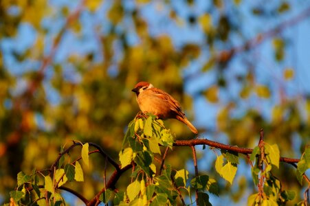 Sperling nature plumage
