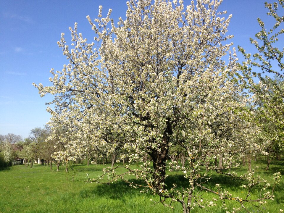 Spring blossom bloom photo