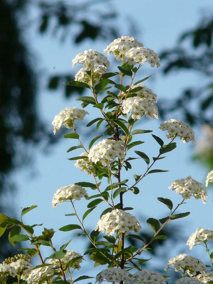 Spiraea x vanhouttei spierstrauch spiraea