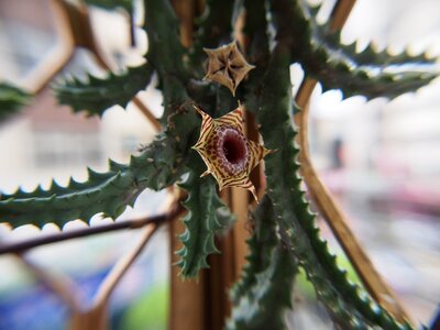 Succulent plants huernia zebrina lifesaver plant