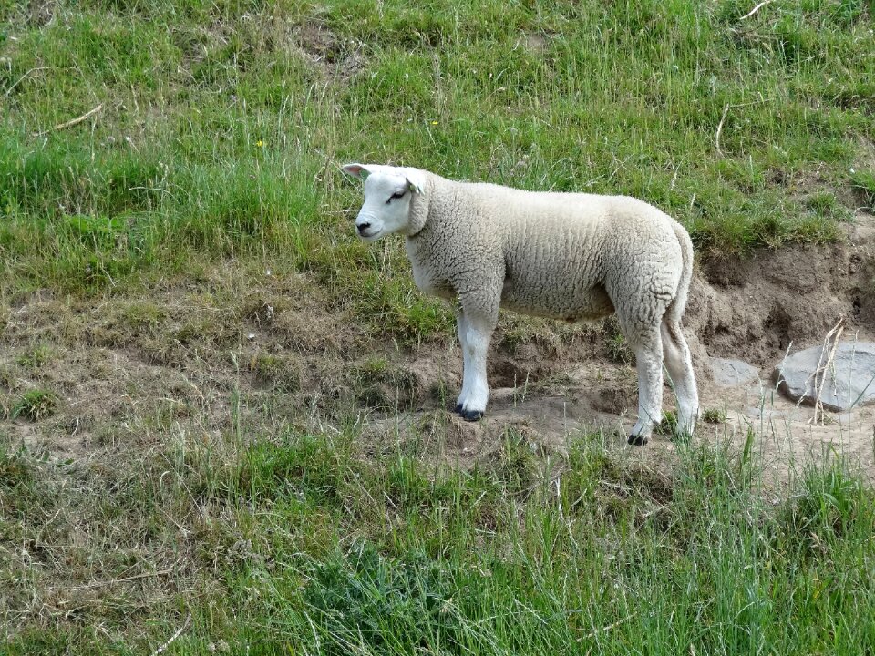 Landscape animal countryside