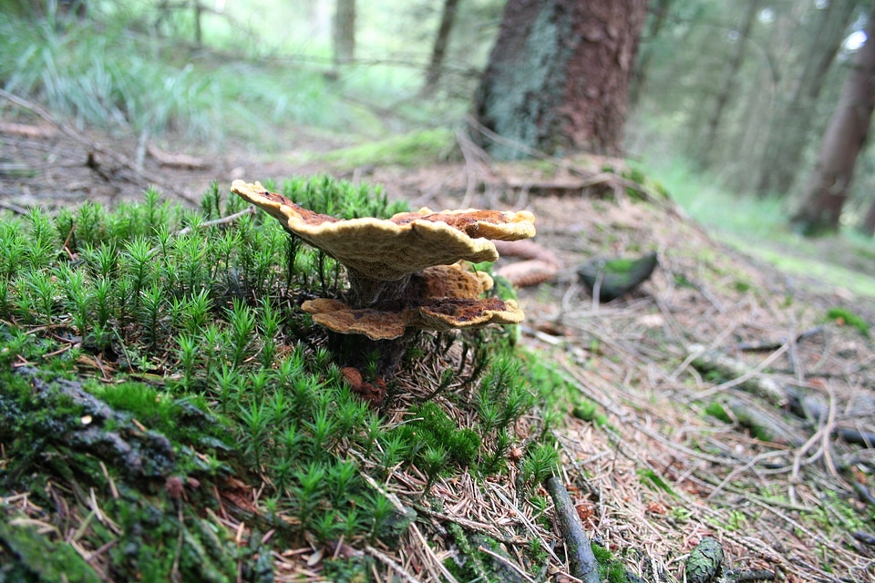 Nature autumn forest