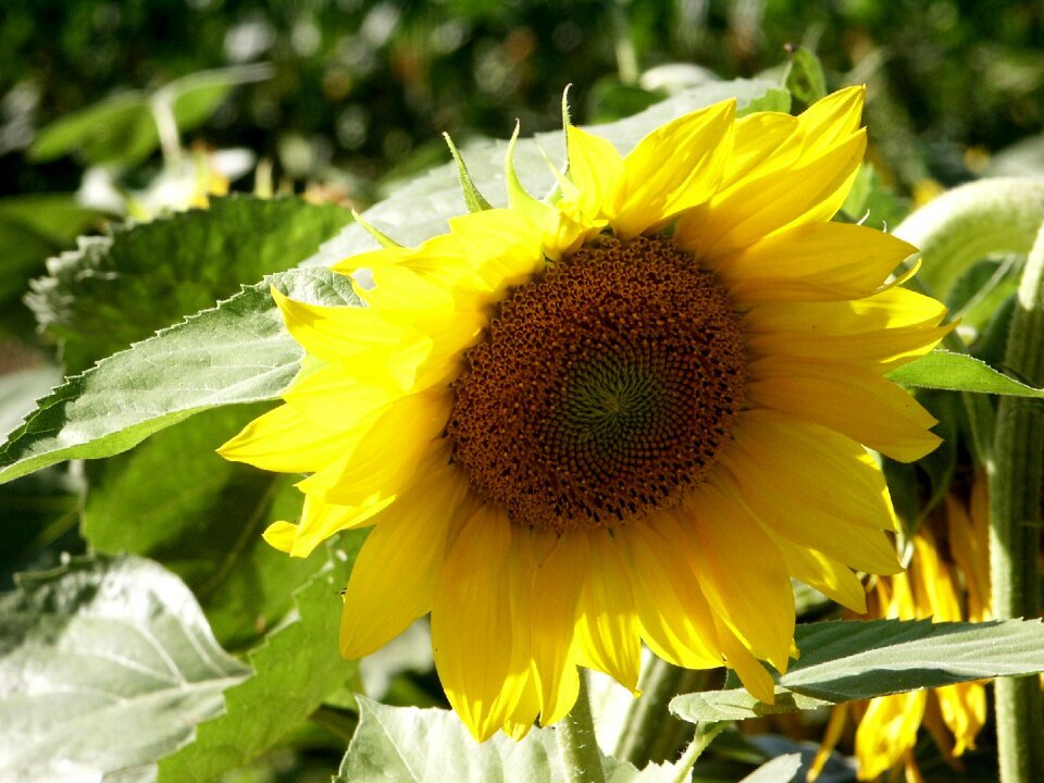 Bloom yellow plant
