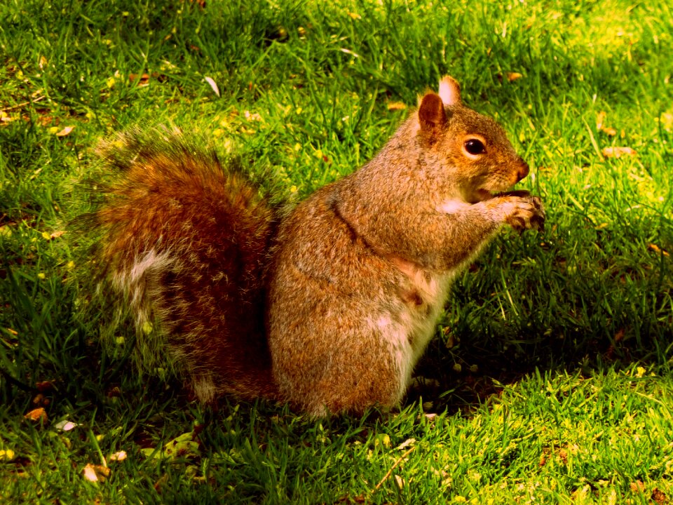 Squirrel plume tail boston