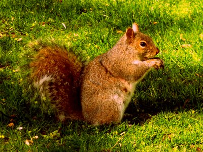 Squirrel plume tail boston