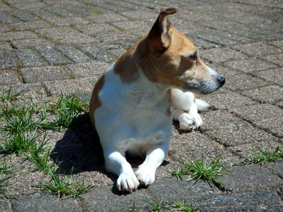 Grass animals pet