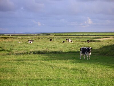 Föhr landscape cows photo