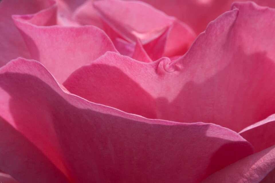 Red rose bloom pink