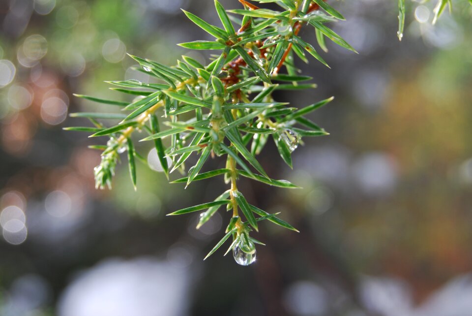 Sprig a drop of conifer