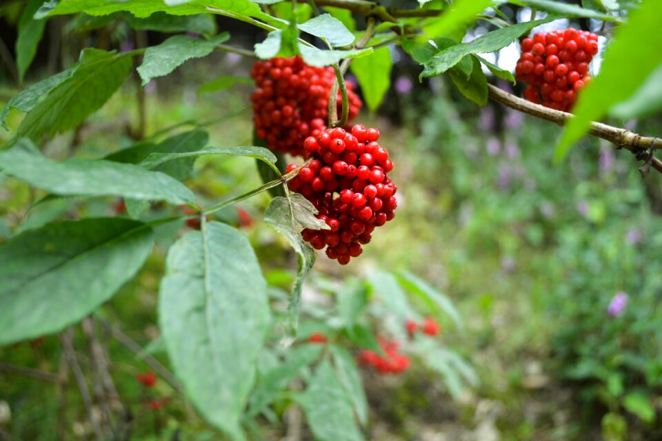 Rowanberries tree berry red photo