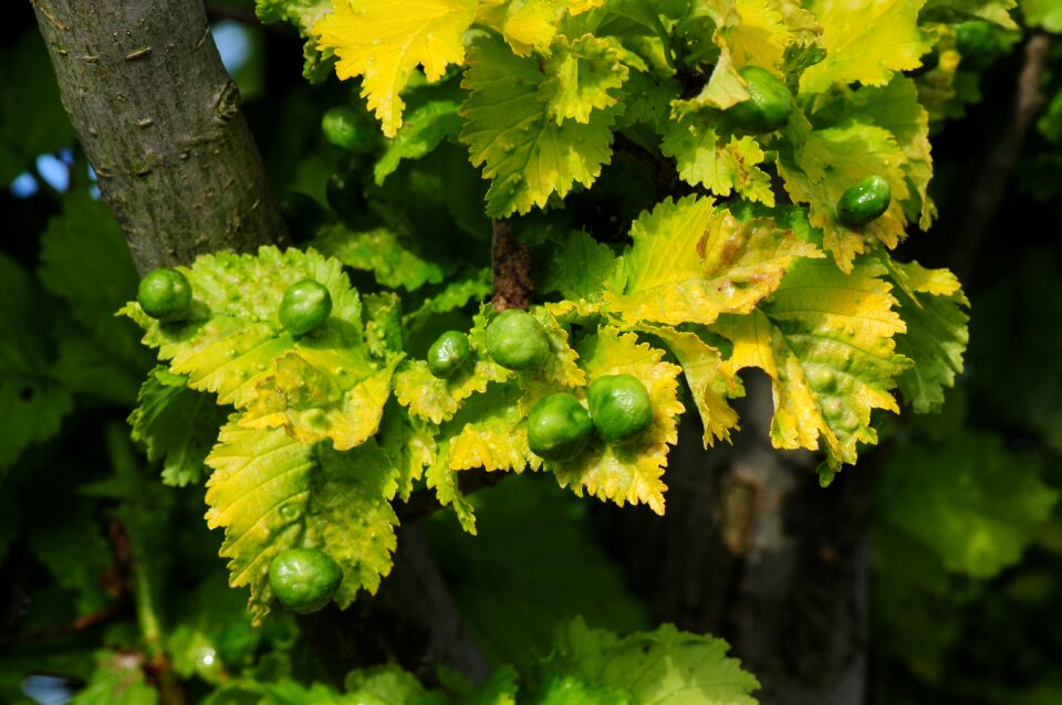 Deciduous tree gall wasp insect infestation