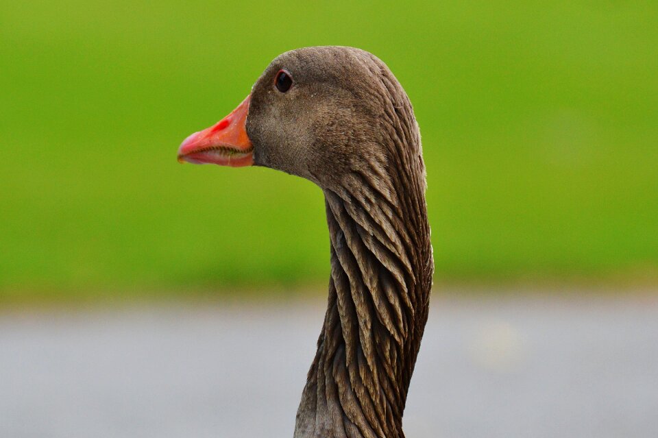 Water bird poultry bill