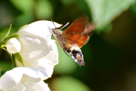 Insect wing flying