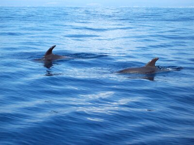 Ocean underwater world swim