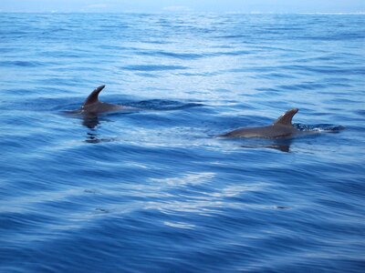 Ocean underwater world swim photo