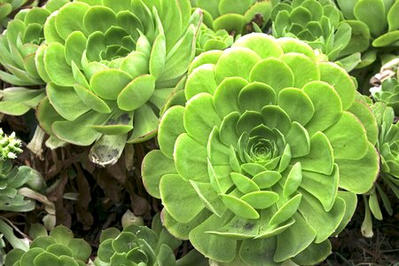 Spiral green angel